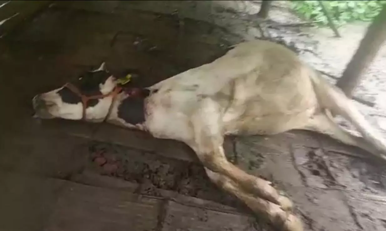 പുൽപള്ളിയിൽ കടുവ പശുക്കിടാവിനെ കൊന്നു