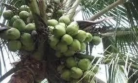 നാളികേര വികസന ബോർഡിൽ കർഷക പ്രതിനിധികളായ ബോർഡ് അംഗങ്ങളുടെ ഒഴിവ് നികത്തണം