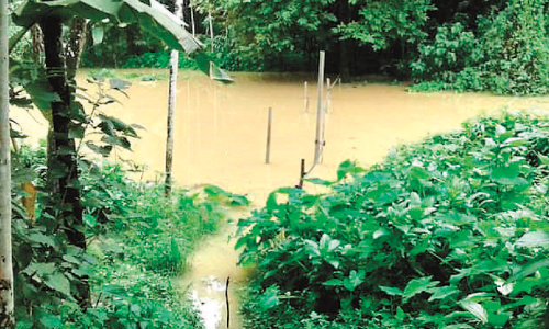 വെ​ള്ളം പൊ​ങ്ങി; പ​ട്ടു​കു​ത്ത് തു​രു​ത്ത് നി​വാ​സി​ക​ൾ ഒ​റ്റ​പ്പെ​ടു​ന്നു