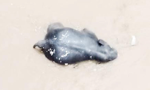 കനത്ത മഴയിൽ പെരിയാറ്റിലൂടെ കാട്ടാന ഒഴുകി