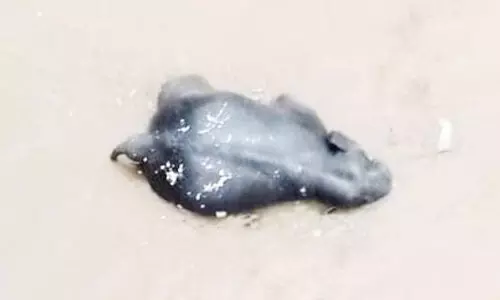 കനത്ത മഴയിൽ പെരിയാറ്റിലൂടെ കാട്ടാന ഒഴുകി