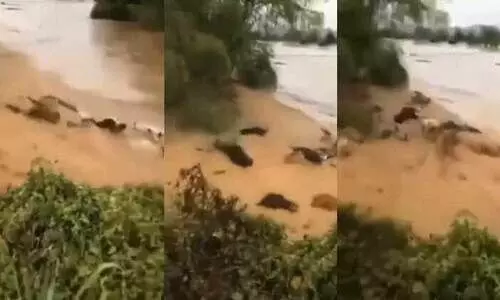 പുഴയിലൂടെ ഒഴുകിപ്പോകുന്ന പശുക്കൾ; ഏത് പുഴ? യാഥാർഥ്യം ഇതാണ് പുഴയിലൂടെ ഒഴുകിപ്പോകുന്ന പശുക്കൾ; ഏത് പുഴ? യാഥാർഥ്യം ഇതാണ്