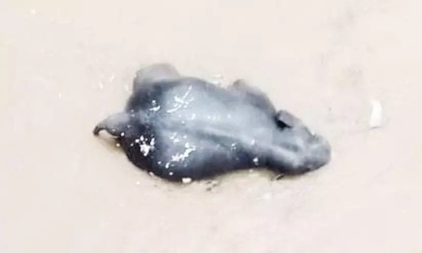 കനത്ത മഴയിൽ പെരിയാറ്റിലൂടെ കാട്ടാന ഒഴുകി