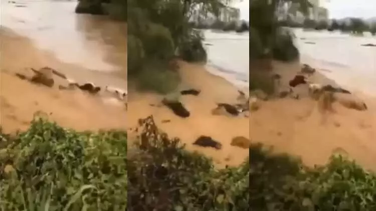 പുഴയിലൂടെ ഒഴുകിപ്പോകുന്ന പശുക്കൾ; ഏത് പുഴ? യാഥാർഥ്യം ഇതാണ്