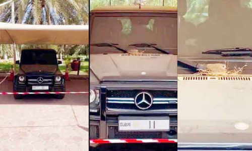 കിളിക്കുഞ്ഞ് കൂടുകൂട്ടി; ബെൻസ് പുറത്തിറക്കാതെ ശൈഖ് ഹംദാൻ കിളിക്കുഞ്ഞ് കൂടുകൂട്ടി; ബെൻസ് പുറത്തിറക്കാതെ ശൈഖ് ഹംദാൻ