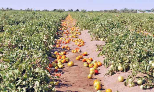 ഒ​മാ​നി​ൽ പ​ഴം-​പ​ച്ച​ക്ക​റി ഉ​ൽ​​പാ​ദ​ന​ത്തി​ൽ വ​ൻ കു​തി​പ്പ്