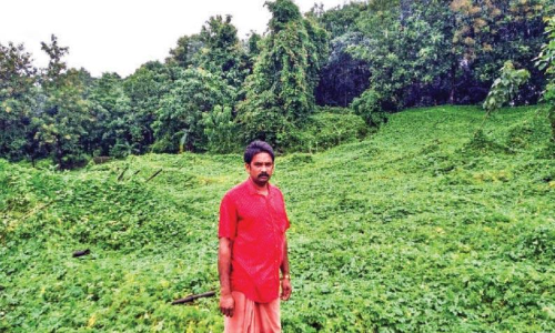 ഒരേക്കര്‍ പാവല്‍തോട്ടം കാറ്റില്‍ നശിച്ചു, ഹൃദയം തകര്‍ന്ന് കര്‍ഷകന്‍