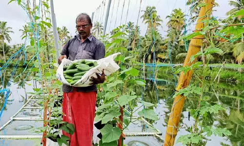 വേണമെങ്കിൽ പച്ചക്കറി പാലത്തിലും വിളയും