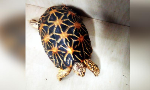 വിൽപന നടത്താൻ ശ്രമിച്ച നക്ഷത്ര ആമയെ പിടികൂടി