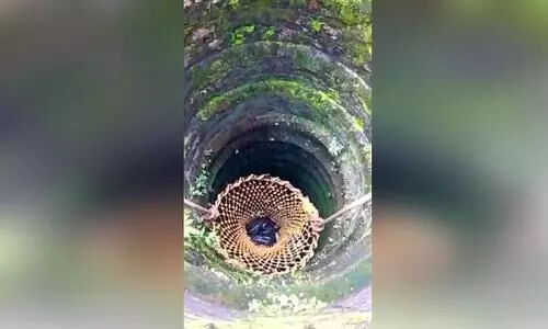 കിണറ്റിൽ വീണ മയിലി​െന രക്ഷപ്പെടുത്തി