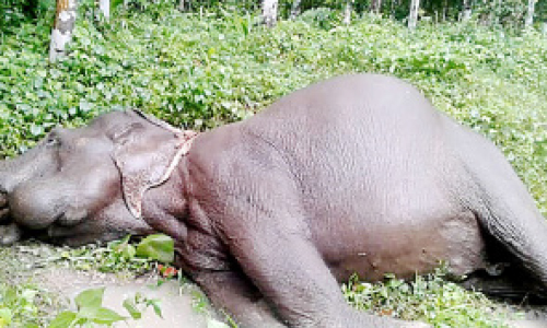 കാട്ടാന വൈദ്യുതാഘാതമേറ്റ്​ ​െചരിഞ്ഞു