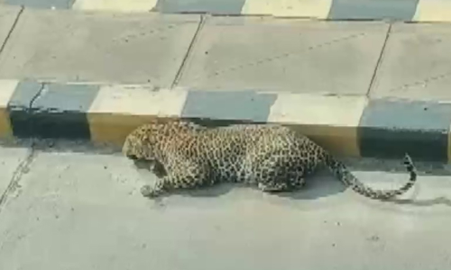 മുംബൈയിലെ അന്ധേരിയിൽ പുള്ളിപ്പുലിയെന്ന്​; വലവിരിച്ച്​ പൊലീസും വനംവകുപ്പും