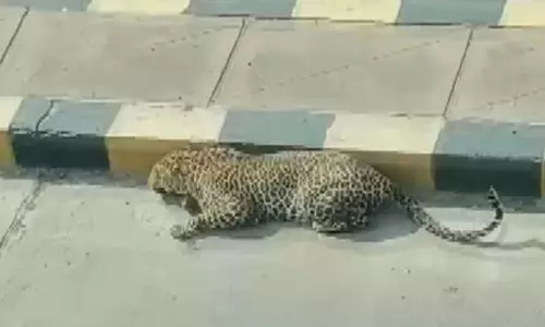 മുംബൈയിലെ അന്ധേരിയിൽ പുള്ളിപ്പുലിയെന്ന്​; വലവിരിച്ച്​ പൊലീസും വനംവകുപ്പും