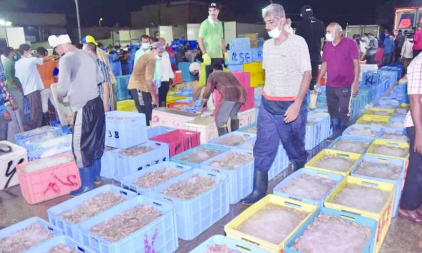 പ്രതീക്ഷയുണർത്തി സൗദി കിഴക്കൻ പ്രവിശ്യയിൽ ചെമ്മീൻ ചാകര പ്രതീക്ഷയുണർത്തി സൗദി കിഴക്കൻ പ്രവിശ്യയിൽ ചെമ്മീൻ ചാകര