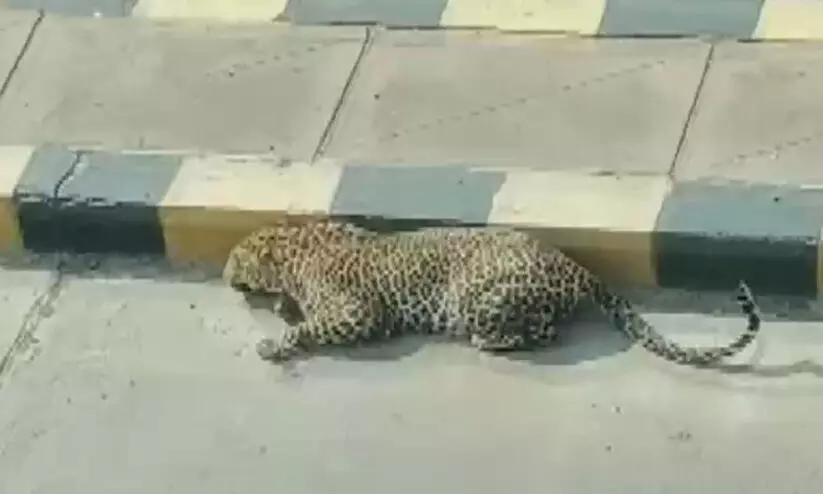 മുംബൈയിലെ അന്ധേരിയിൽ പുള്ളിപ്പുലിയെന്ന്​; വലവിരിച്ച്​ പൊലീസും വനംവകുപ്പും