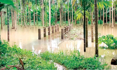ഏ​ലം​കു​ളം പ​ട്ട്കു​ത്ത് തു​രു​ത്ത് വ​യ​ലി​ൽ വെ​ള്ളം ക​യ​റി ന​ട​പ്പാ​ത മൂ​ടി​യ​നി​ല​യി​ൽ