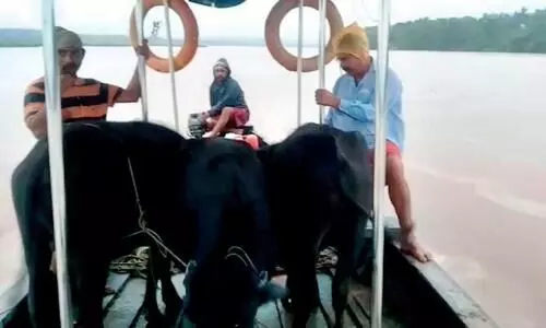 പോത്തുകളെ രക്ഷപ്പെടുത്തുന്നു