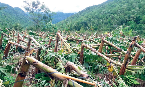 കാ​ല​വ​ർ​ഷം ദു​ർ​ബ​ല​മാ​കു​ന്നു; കേ​ടു​പാ​ടു​ക​ളു​ണ്ടാ​യ​ത്​ 480 വീ​ടു​ക​ൾ​ക്ക്, 19 വീ​ടു​ക​ൾ പൂ​ർ​ണ​മാ​യും ത​ക​ർ​ന്നു