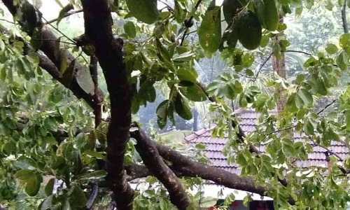 മഴ: ജില്ലയിൽ 50 ലക്ഷം രൂപയുടെ നാശനഷ്​ടം