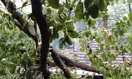 മഴ: ജില്ലയിൽ 50 ലക്ഷം രൂപയുടെ നാശനഷ്​ടം