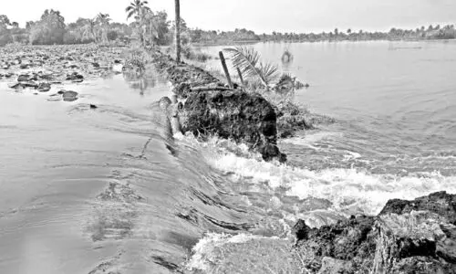 മടവീഴ്​ച: അപ്പർ കുട്ടനാട്ടിൽ നെൽകൃഷി​ വെള്ളത്തിൽ