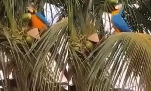 ഈ കരിക്ക്​ ഞാനിങ്ങെടുക്കുവാ-തെങ്ങിൽനിന്ന്​ കരിക്ക്​ ​െപാട്ടിച്ച് കുടിക്കുന്ന തത്തമ്മ താരമായി