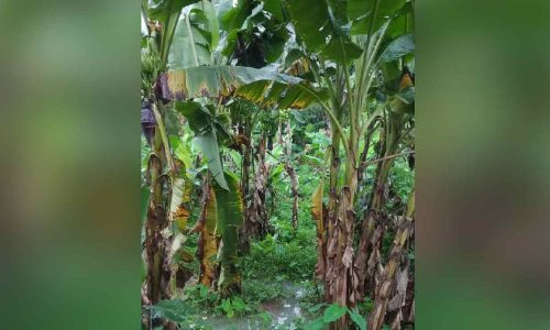 കനത്ത മഴയും ലോക്ഡൗണും; നടുവൊടിഞ്ഞ് കര്‍ഷകര്‍