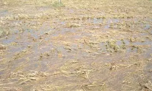 മൂവാറ്റുപുഴയിൽ അരക്കോടിയുടെ കൃഷിനാശം