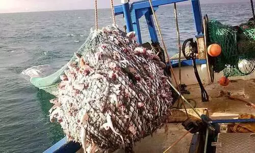 മ​ത്സ്യ​ബ​ന്ധ​ന​ത്തി​ന് അ​നു​മ​തിയില്ല; ട്രോൾ നെറ്റ് ബോട്ടുകൾ കൊച്ചി ഹാർബർ വിടാനൊരുങ്ങുന്നു