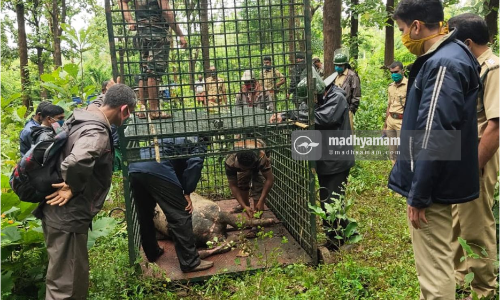 പു​ൽപള്ളിയിൽ ജനവാസ ​േ​​കന്ദ്രത്തിലിറങ്ങിയ കടുവയെ പിടികൂടാൻ കൂട്​ സ്​ഥാപിച്ചു