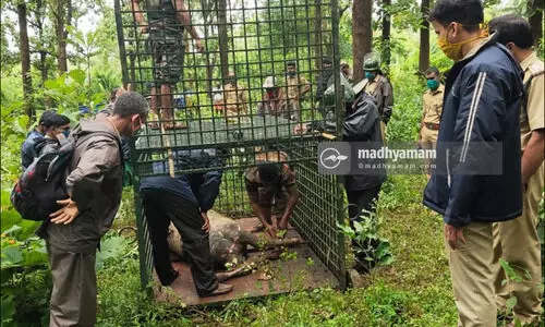 പു​ൽപള്ളിയിൽ ജനവാസ ​േ​​കന്ദ്രത്തിലിറങ്ങിയ കടുവയെ പിടികൂടാൻ കൂട്​ സ്​ഥാപിച്ചു