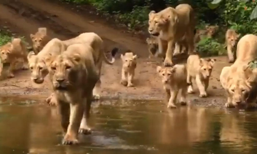 സിംഹങ്ങൾ വരി വരി വരിയായ്​-ലോക സിംഹദിനത്തിൽ ഒരു വൈറൽ വിഡിയോ