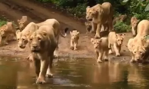 സിംഹങ്ങൾ വരി വരി വരിയായ്​-ലോക സിംഹദിനത്തിൽ ഒരു വൈറൽ വിഡിയോ