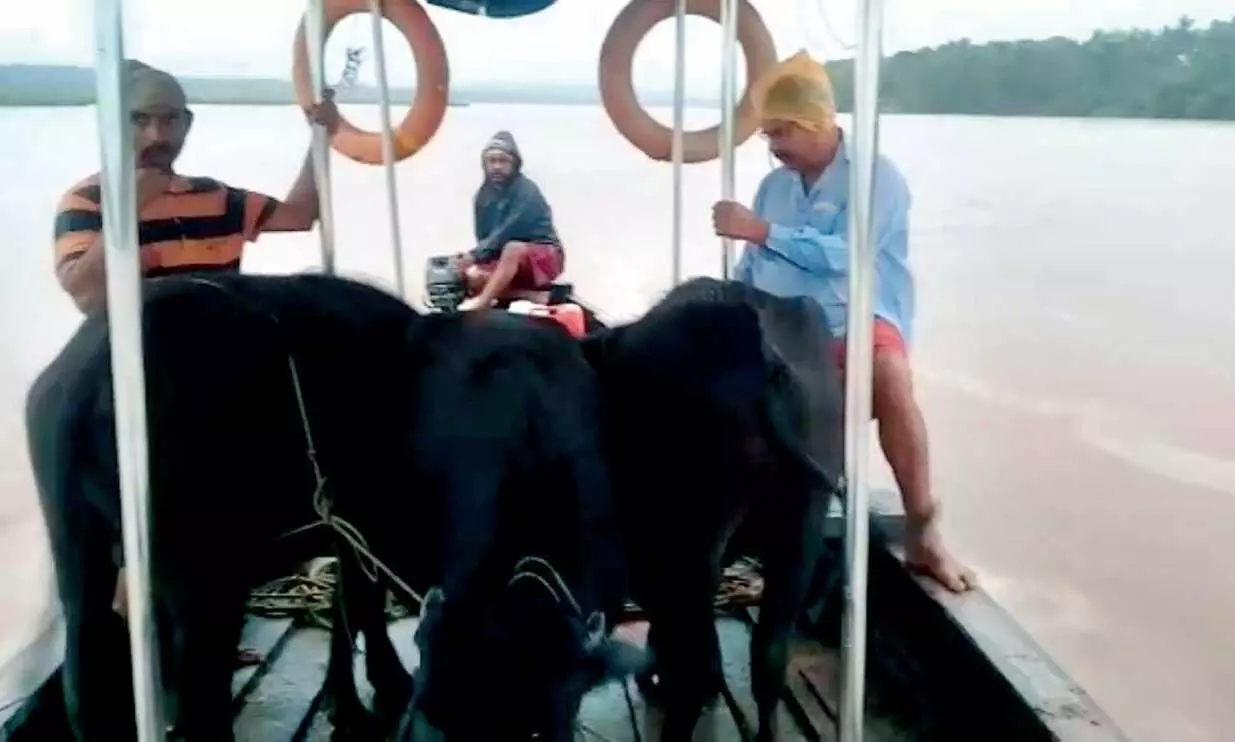 പോത്തുകളെ രക്ഷപ്പെടുത്തുന്നു