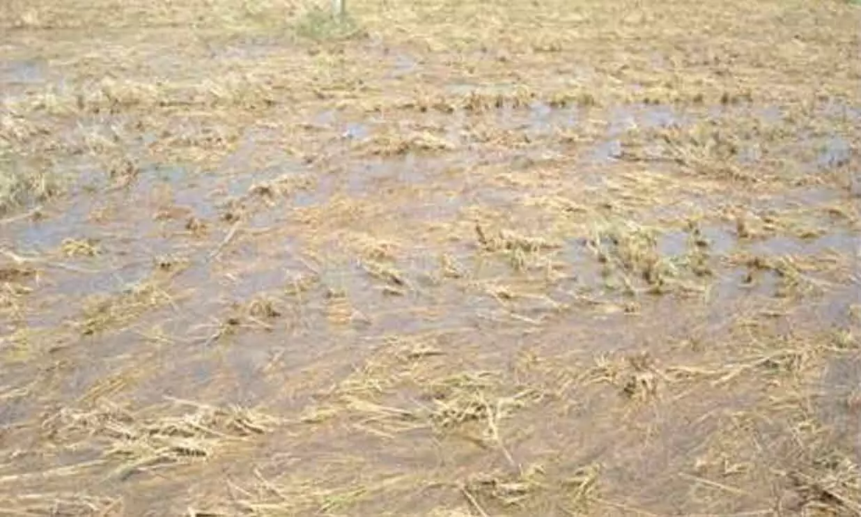 മൂവാറ്റുപുഴയിൽ അരക്കോടിയുടെ കൃഷിനാശം