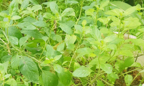 വീട്ടുമുറ്റത്ത്​ പച്ചപ്പി​െൻറ അഴകുവിടർത്തി വിക്സ് ചെടികൾ