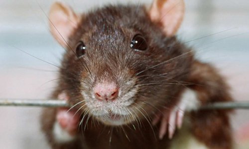 എലിപ്പനിക്കെതിരെ ജാഗ്രത പാലിക്കണം