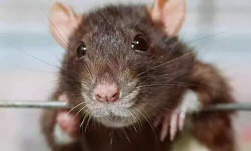 എലിപ്പനിക്കെതിരെ ജാഗ്രത പാലിക്കണം എലിപ്പനിക്കെതിരെ ജാഗ്രത പാലിക്കണം