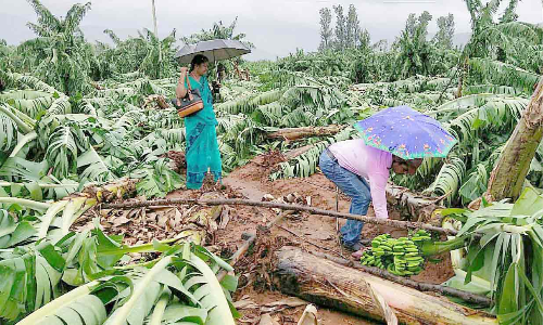 ഇടുക്കിയിൽ കൃഷിനാശം; നഷ്​ടം 173.64 കോടി