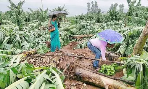 ഇടുക്കിയിൽ കൃഷിനാശം; നഷ്​ടം 173.64 കോടി