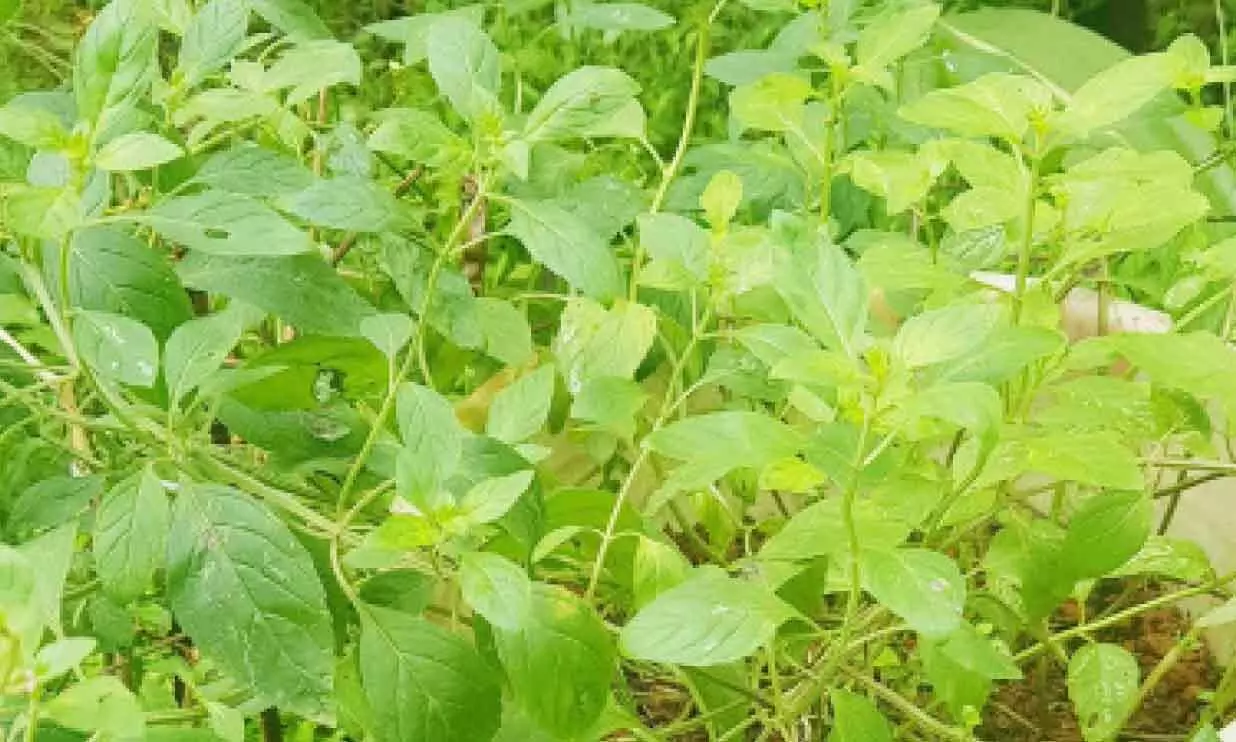 വീട്ടുമുറ്റത്ത്​ പച്ചപ്പി​െൻറ അഴകുവിടർത്തി വിക്സ് ചെടികൾ