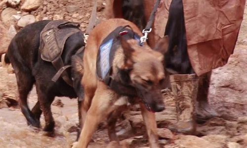 മെ​ലി​നോ​യി​സ്​ വി​ഭാ​ഗ​ത്തി​ൽ​പെ​ട്ട നായകൾ