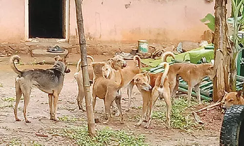 പേപ്പട്ടിയുടെ കടിയേറ്റ്​ 50ഓളം പേർ ആശുപത്രിയിൽ