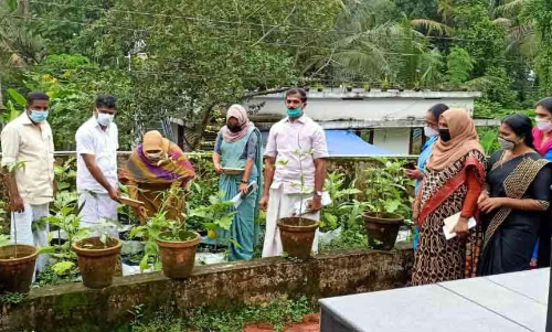 ആലുവയിലെ വിഷരഹിത പച്ചക്കറി കൃഷിക്ക് നൂറുമേനി വിളവ്