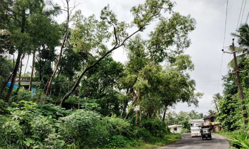 അപകട ഭീഷണിയായ മരങ്ങള്‍ വെട്ടിമാറ്റണം: വെല്‍ഫെയര്‍ പാര്‍ട്ടി
