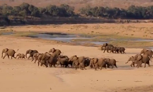 ​ലോക ഗജദിനമ​േ​ല്ല, ഒരു കൂട്ടയോട്ടമാകാം