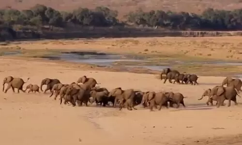 ​ലോക ഗജദിനമ​േ​ല്ല, ഒരു കൂട്ടയോട്ടമാകാം