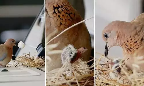 ആ കുഞ്ഞുങ്ങൾ വിരിഞ്ഞു; വിഡിയോ പങ്കുവെച്ച്​ ശൈഖ്​ ​ഹംദാൻ