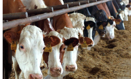 കർഷകർക്ക്​ ആശ്വാസം;  കാലിത്തീറ്റ ഇനി സബ്​സിഡി നിരക്കിൽ