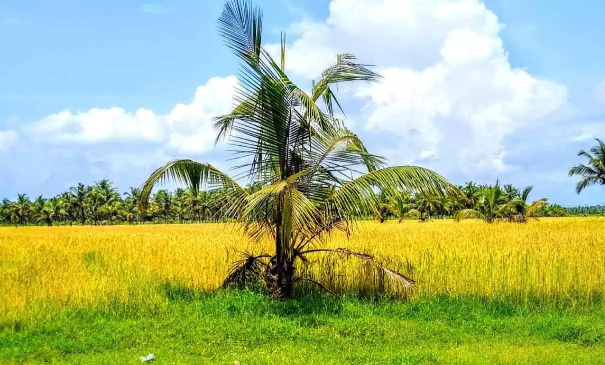 പരിസ്ഥിതി ആഘാത പഠനം: നഷ്ടപ്പെടുന്നത് കണ്ടങ്കാളി സമരത്തിന് ഊർജം നൽകിയ നിയമം പരിസ്ഥിതി ആഘാത പഠനം: നഷ്ടപ്പെടുന്നത് കണ്ടങ്കാളി സമരത്തിന് ഊർജം നൽകിയ നിയമം